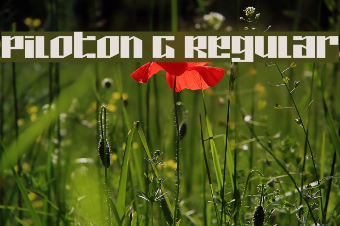 Piloton G Regular Example 2