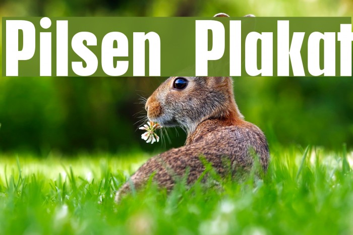Pilsen Plakat Font examples