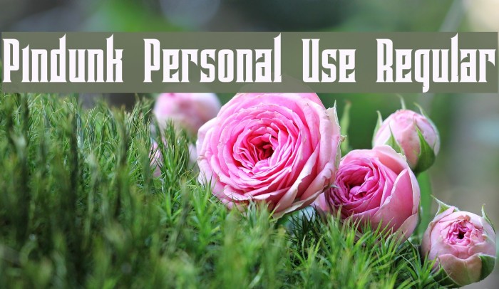 Pindunk Personal Use Regular Example 2