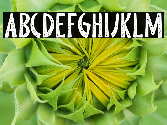 Pine Forest Personal Use Example 3