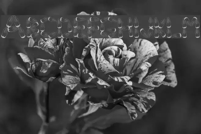 Pinh‹o Font examples