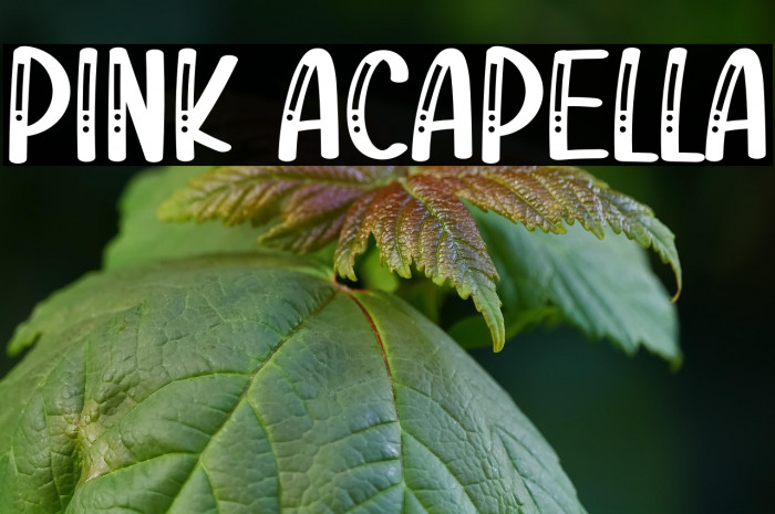 Pink Acapella Example 3