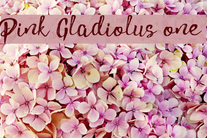 Pink Gladiolus one Font examples