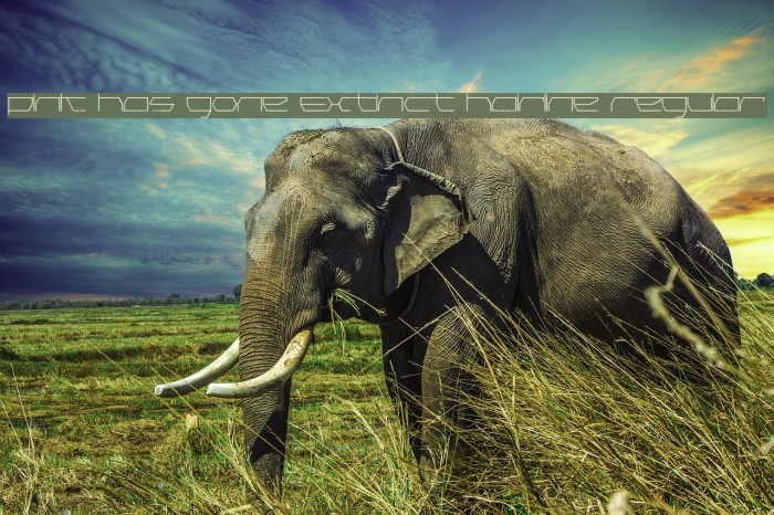 Pink Has Gone Extinct Hairline Regular Example 2