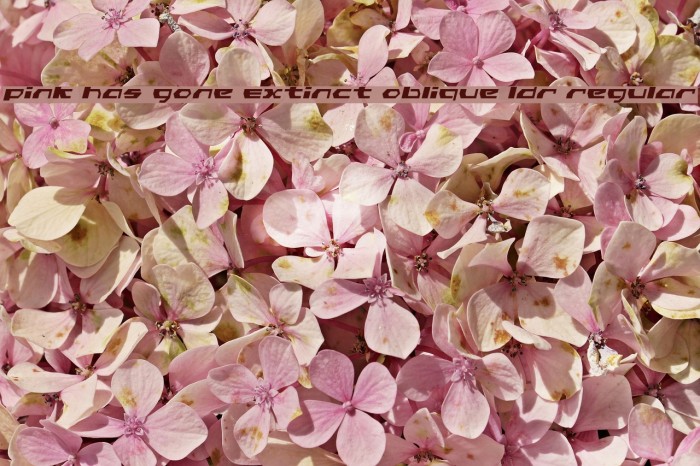 Pink Has Gone Extinct Oblique LDR Regular Font examples