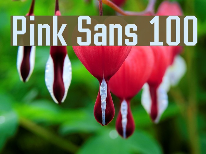 Pink Sans 100 Font examples
