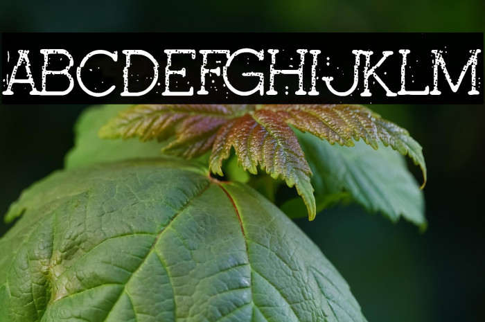 Pink Secrets Example 3