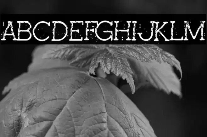 Pink Secrets Font examples