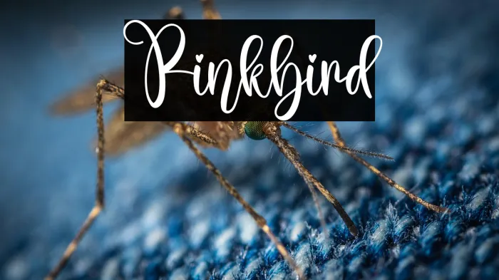 Pinkbird Example 3
