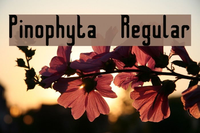 Pinophyta Regular Font examples