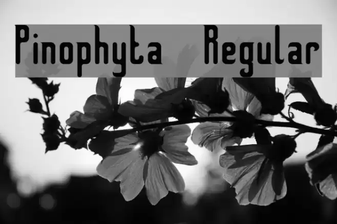 Pinophyta  Regular Font examples