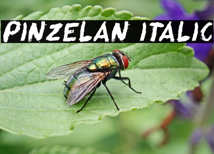 Pinzelan Italic Example 1