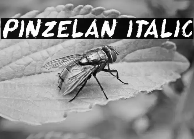 Pinzelan Italic Font examples