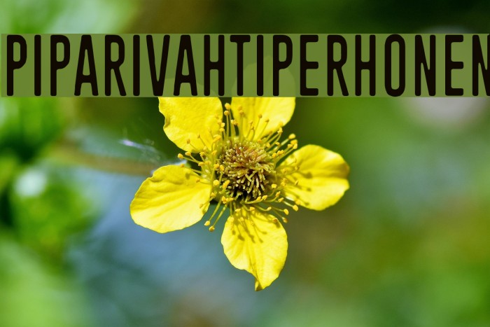 Piparivahtiperhonen Font examples