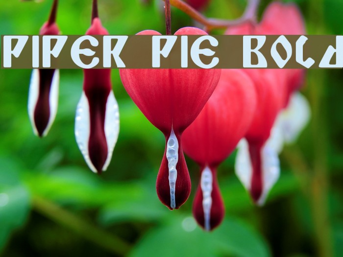 Piper Pie Bold फ़ॉन्ट examples