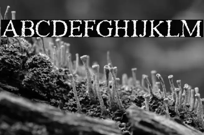 Piracy Font examples