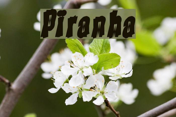 Piranha フォント examples