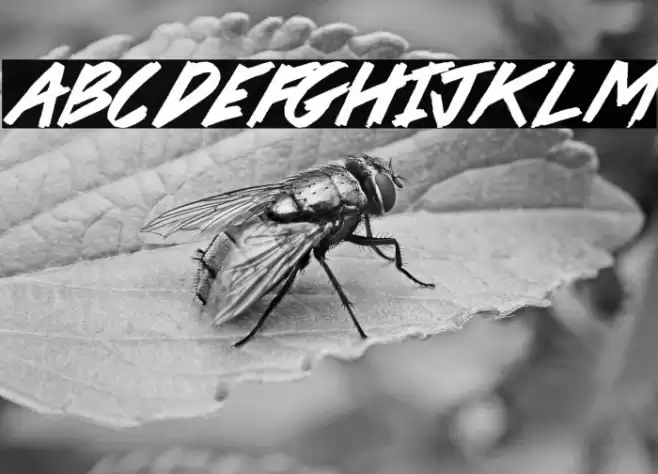 Pirate Scripts Font examples