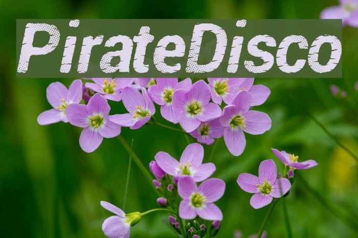 PirateDisco Font examples