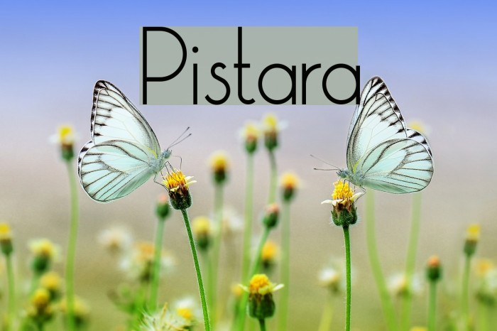 Pistara Font examples