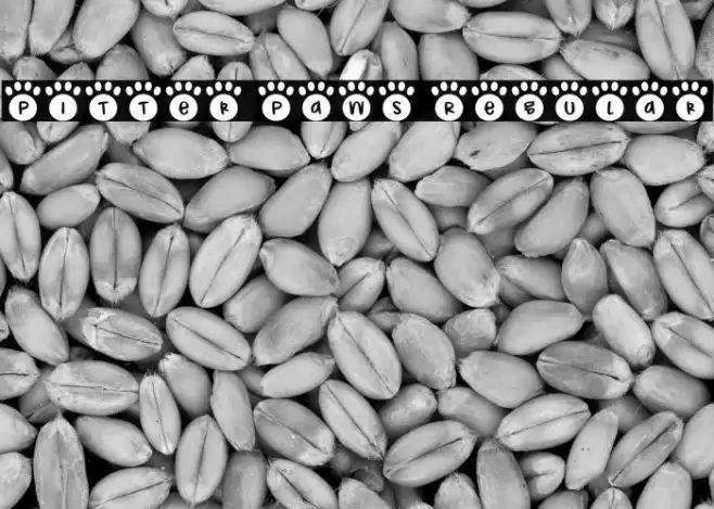 Pitter Paws Regular 字体 examples