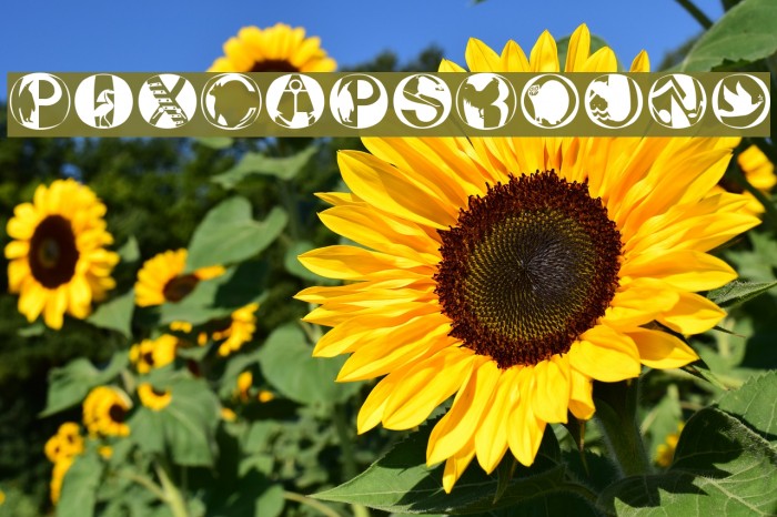PixCapsRound Font examples