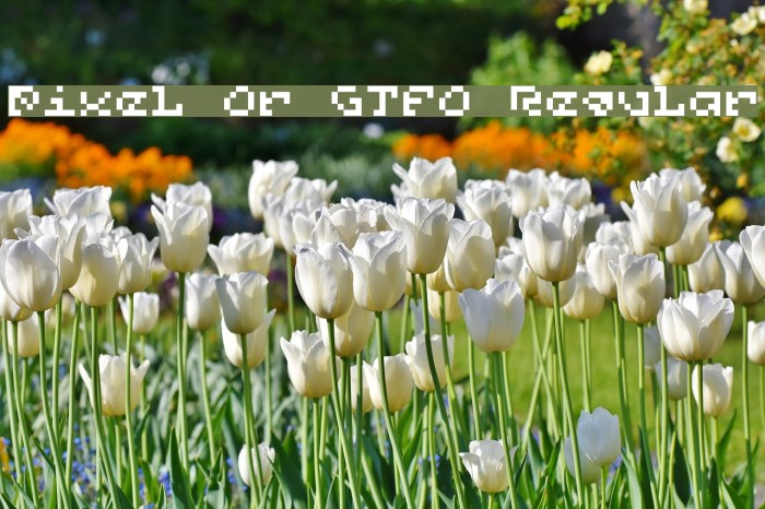 Pixel Or GTFO Regular Font examples