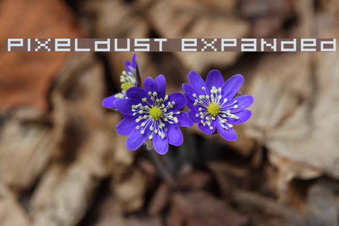 Pixeldust Expanded Font examples
