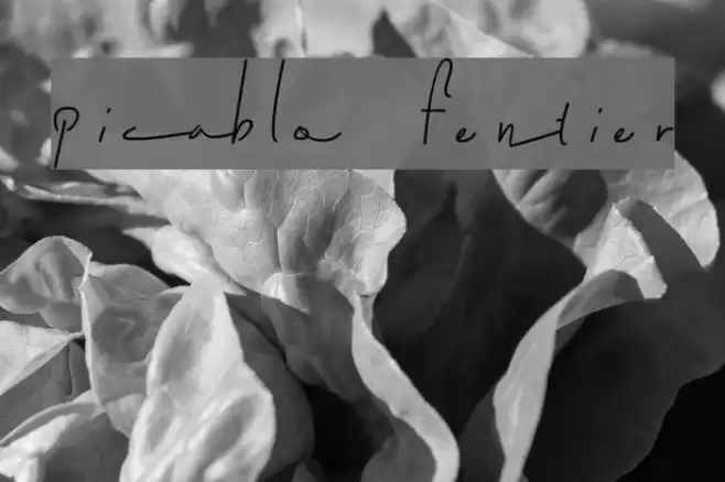 picablo fentier Font examples