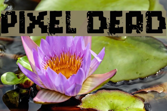 pixel dead Font examples