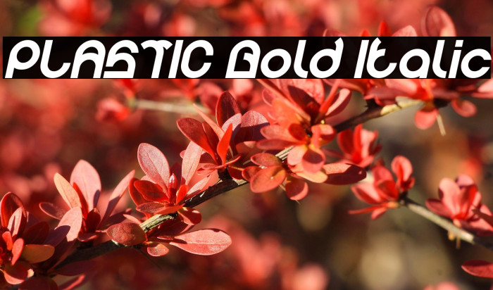 PLASTIC Bold Italic Example 1