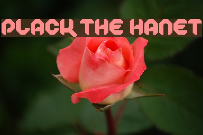Plack the Hanet Font examples