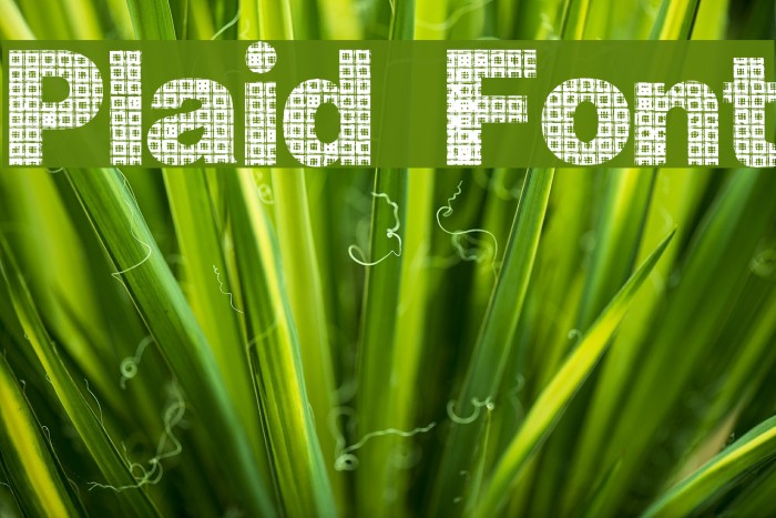 Plaid Font examples