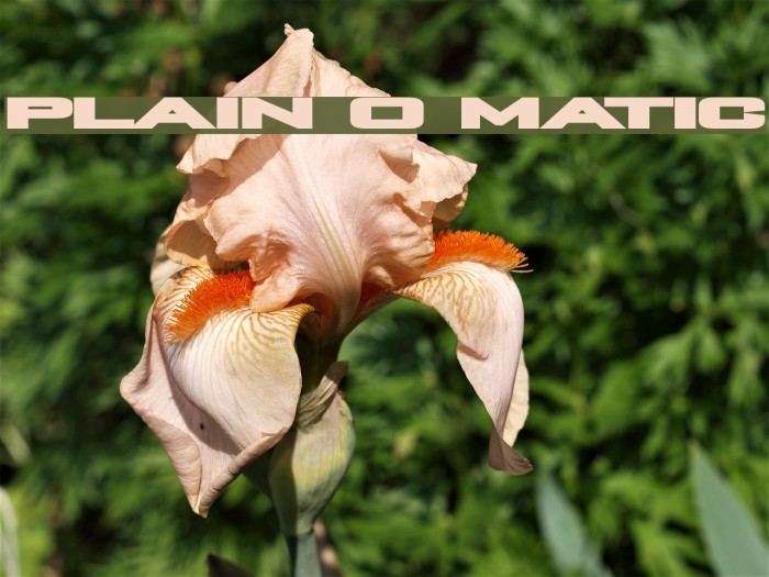 Plain O Matic Font examples