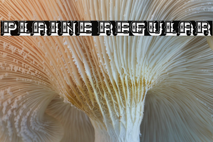 Plaine Regular Example 2