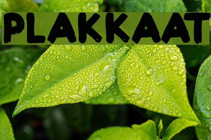 Plakkaat Font examples