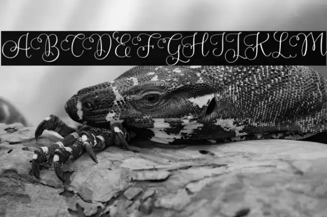 PlamiyaFREE Font examples