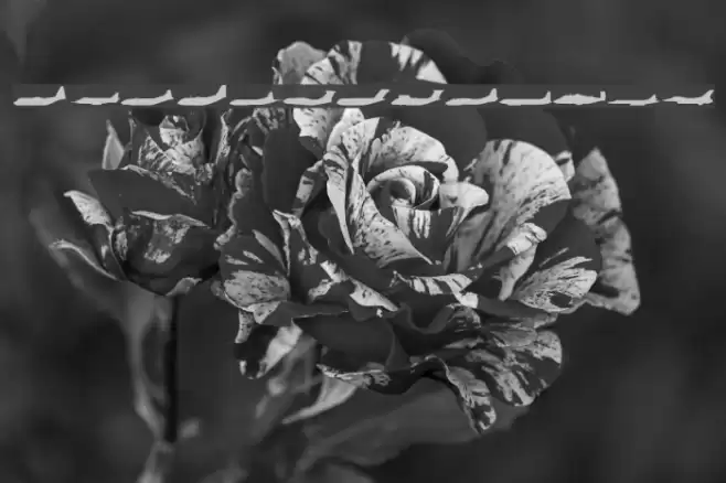 Planes-S-Modern Font examples