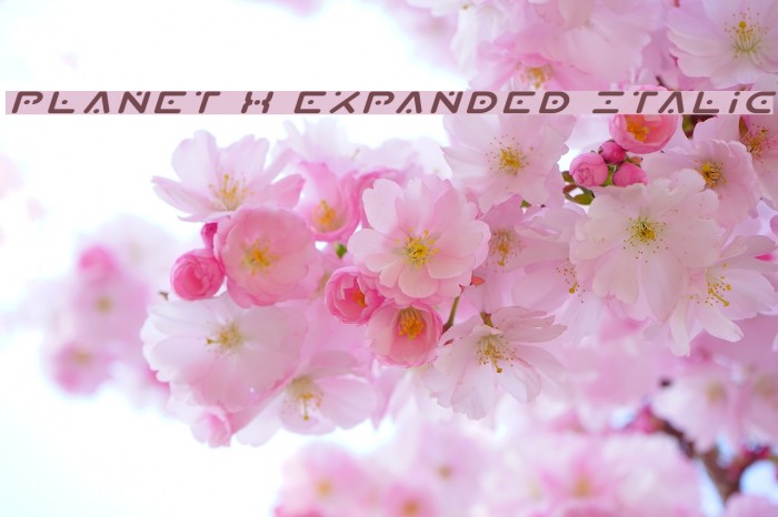 Planet X Expanded Italic Font examples
