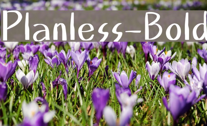 Planless-Bold Example 3