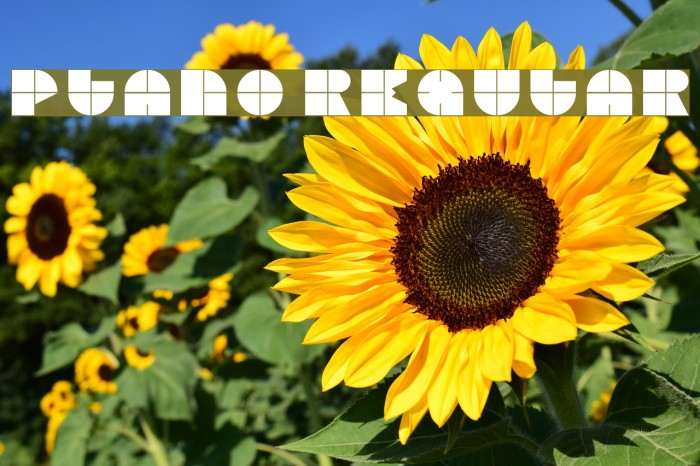 Plano Regular Example 3