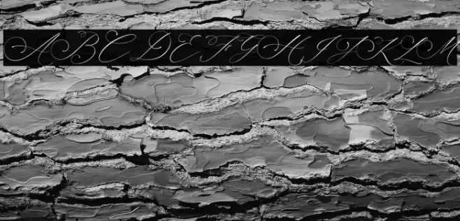 Planolla Font examples