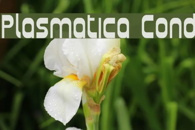 Plasmatica Cond Example 1