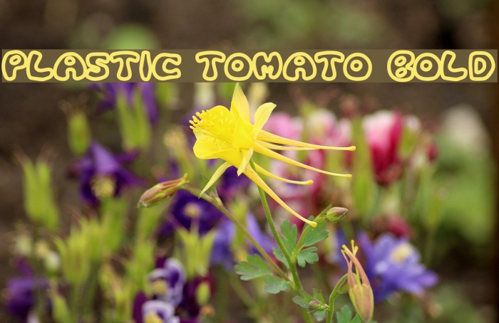 Plastic Tomato Bold Font examples