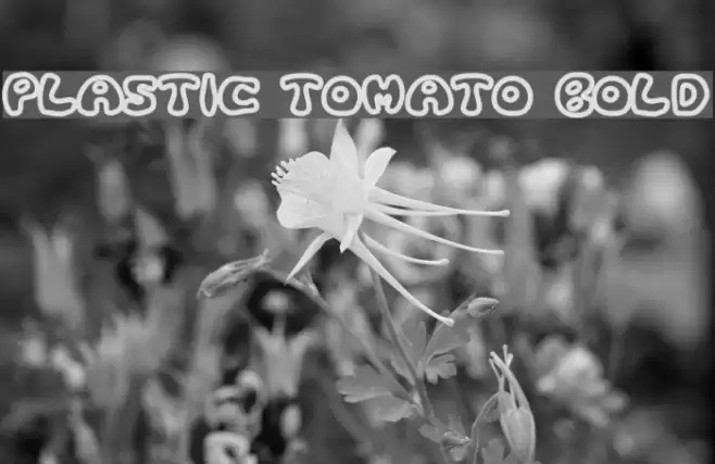 Plastic Tomato Bold フォント examples