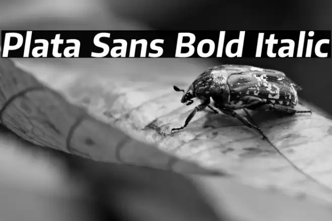 Plata Sans Bold Italic Font examples