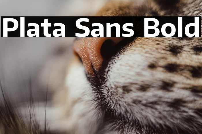 Plata Sans Bold Example 1