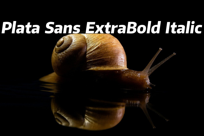 Plata Sans ExtraBold Italic Example 1