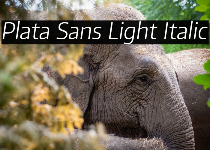 Plata Sans Light Italic Example 1