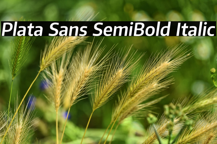 Plata Sans SemiBold Italic Example 2